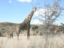 kalahari-16