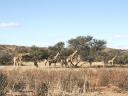 kalahari-17