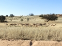 kalahari-18