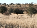 kalahari-19