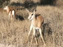 kalahari-21