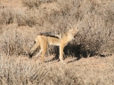 kalahari-22