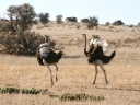 kalahari-23
