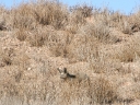 kalahari-24