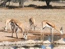 kalahari-26