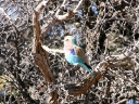 kalahari-27