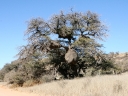 kalahari-28