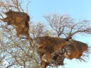 kalahari-29