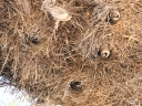 kalahari-30