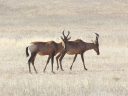 kalahari-31