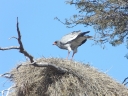 kalahari-32