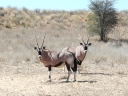 kalahari-33