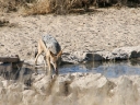 kalahari-36