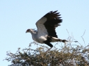 kalahari-37