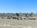 kalahari-38