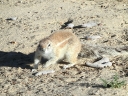 kalahari-39