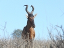 kalahari-42