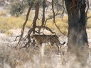 kalahari-43