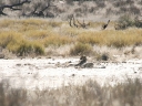 kalahari-44