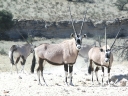 kalahari-46