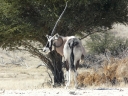 kalahari-47