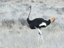 kalahari-48