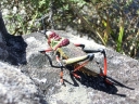 kruger-05