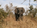 kruger-14