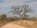 kruger-16