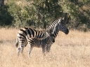 kruger-19