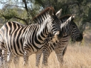 kruger-21