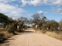 kruger-27