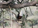 kruger-28