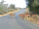kruger-29