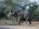 kruger-30