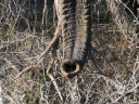kruger-31