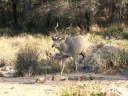 kruger-32