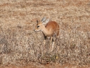kruger-34