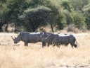 kruger-35