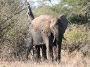 kruger-36