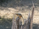 kruger-37