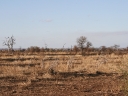kruger-38