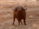 kruger-39