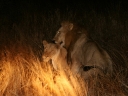 kruger-41