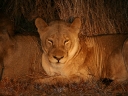 kruger-42