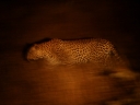 kruger-43