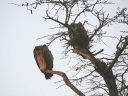 kruger-44