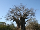 kruger-47