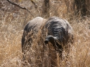 kruger-48