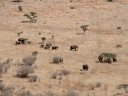 kruger-49